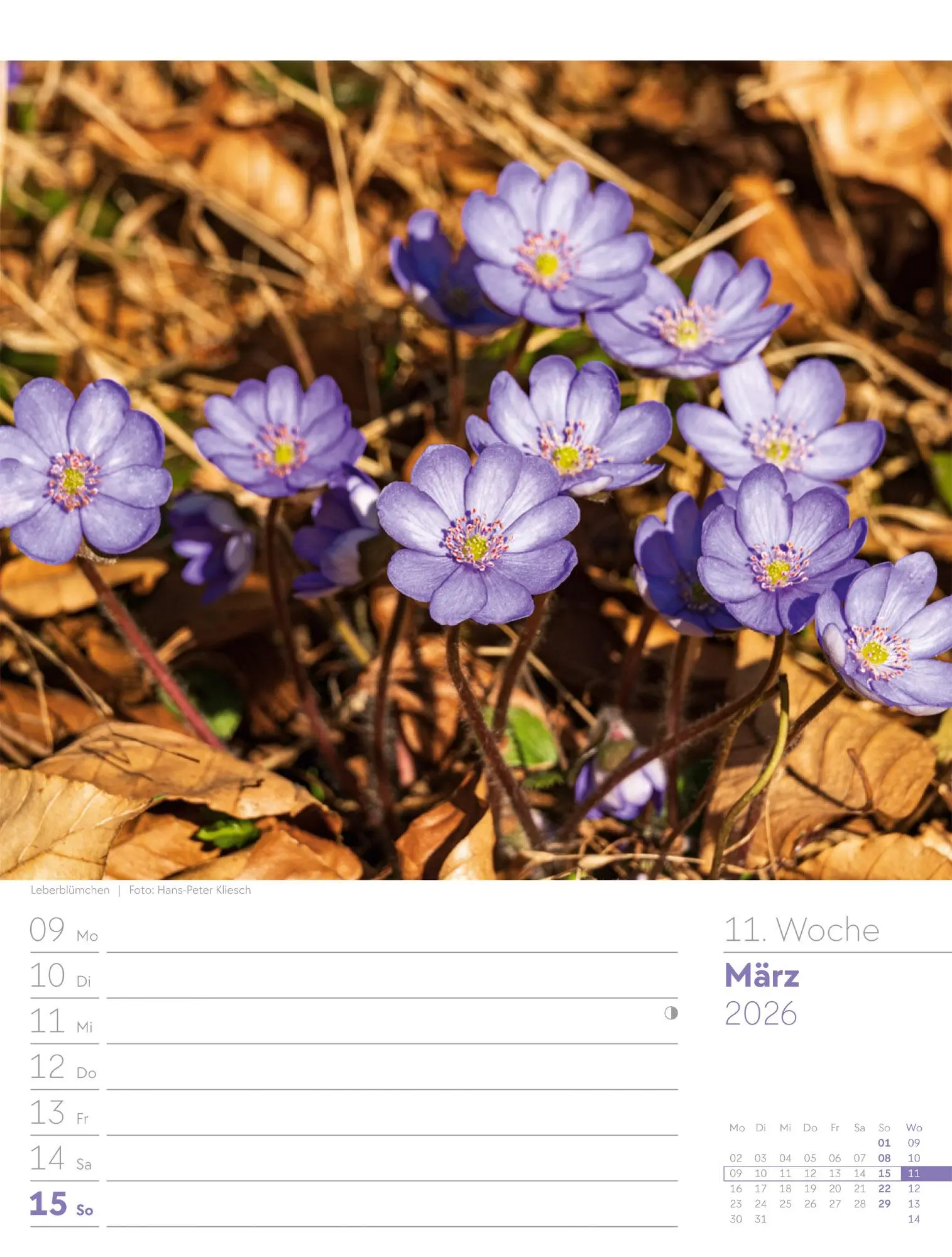 Bild: 9783838426976 | Unser Wald - Wochenplaner Kalender 2026 | Ackermann Kunstverlag GmbH