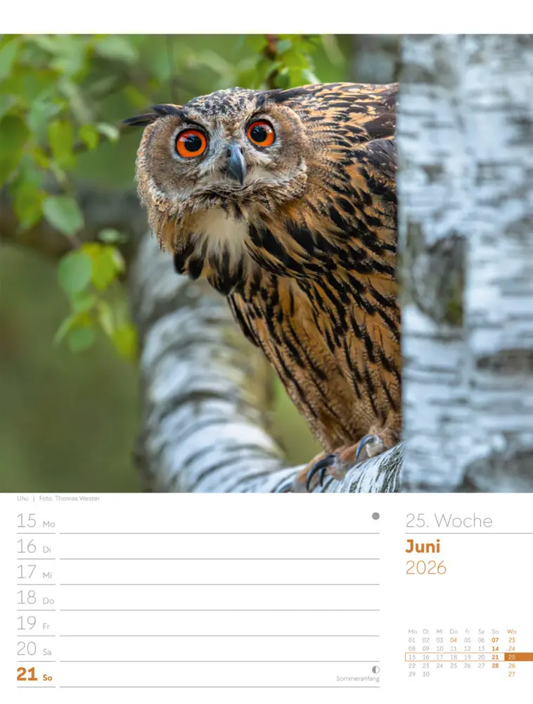 Bild: 9783838426976 | Unser Wald Wochenplaner Kalender 2026 | Ackermann Kunstverlag GmbH
