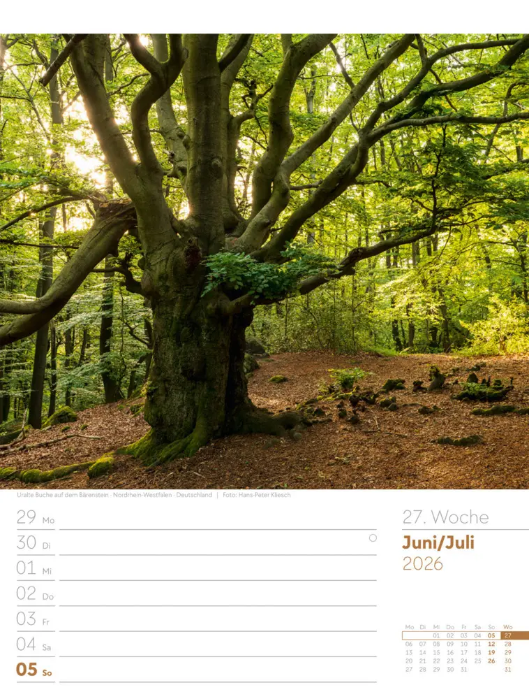 Bild: 9783838426976 | Unser Wald Wochenplaner Kalender 2026 | Ackermann Kunstverlag GmbH