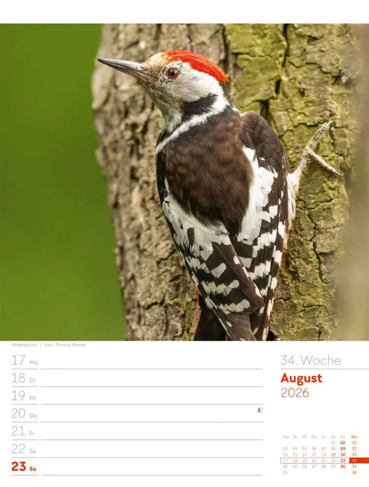 Bild: 9783838426976 | Unser Wald Wochenplaner Kalender 2026 | Ackermann Kunstverlag GmbH