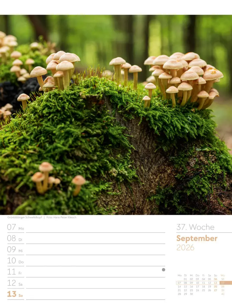 Bild: 9783838426976 | Unser Wald Wochenplaner Kalender 2026 | Ackermann Kunstverlag GmbH