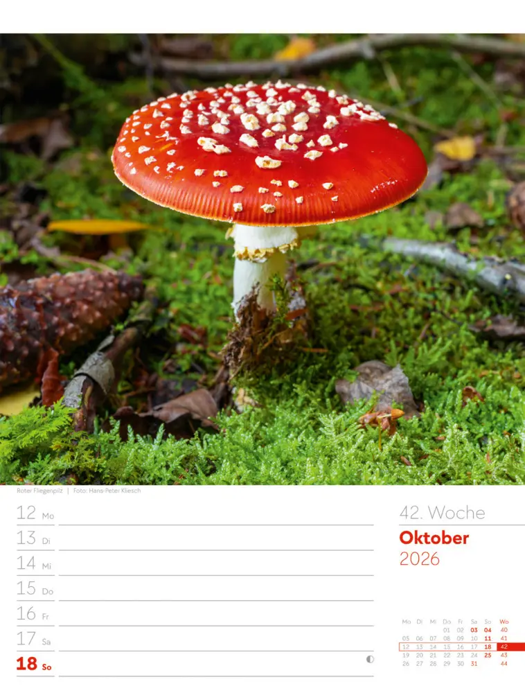 Bild: 9783838426976 | Unser Wald Wochenplaner Kalender 2026 | Ackermann Kunstverlag GmbH