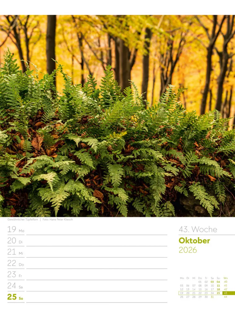 Bild: 9783838426976 | Unser Wald Wochenplaner Kalender 2026 | Ackermann Kunstverlag GmbH
