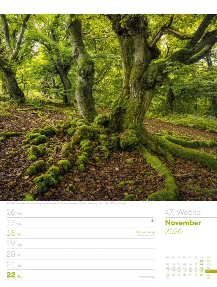 Bild: 9783838426976 | Unser Wald Wochenplaner Kalender 2026 | Ackermann Kunstverlag GmbH