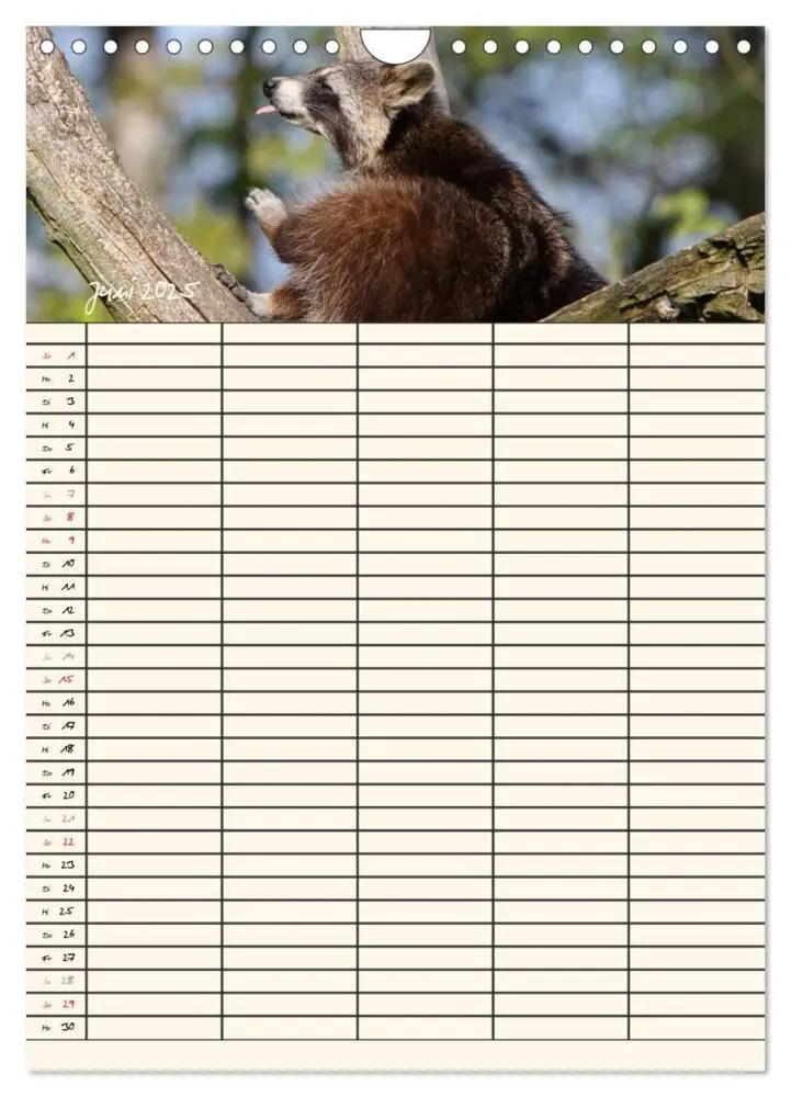 Bild: 9783457077276 | Waschbären Familienplaner (Wandkalender 2025 DIN A4 hoch), CALVENDO...