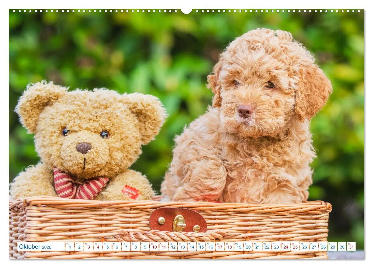 Bild: 9783457447376 | Lagotto Romagnolo - Bilder aus der Kinderstube (hochwertiger...