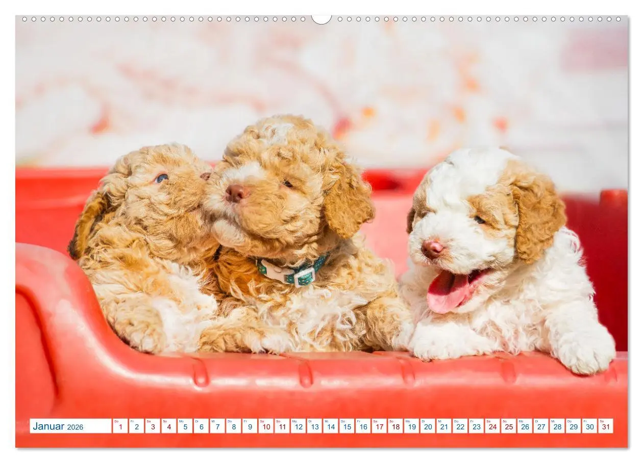 Bild: 9783457447376 | Lagotto Romagnolo - Bilder aus der Kinderstube (hochwertiger...