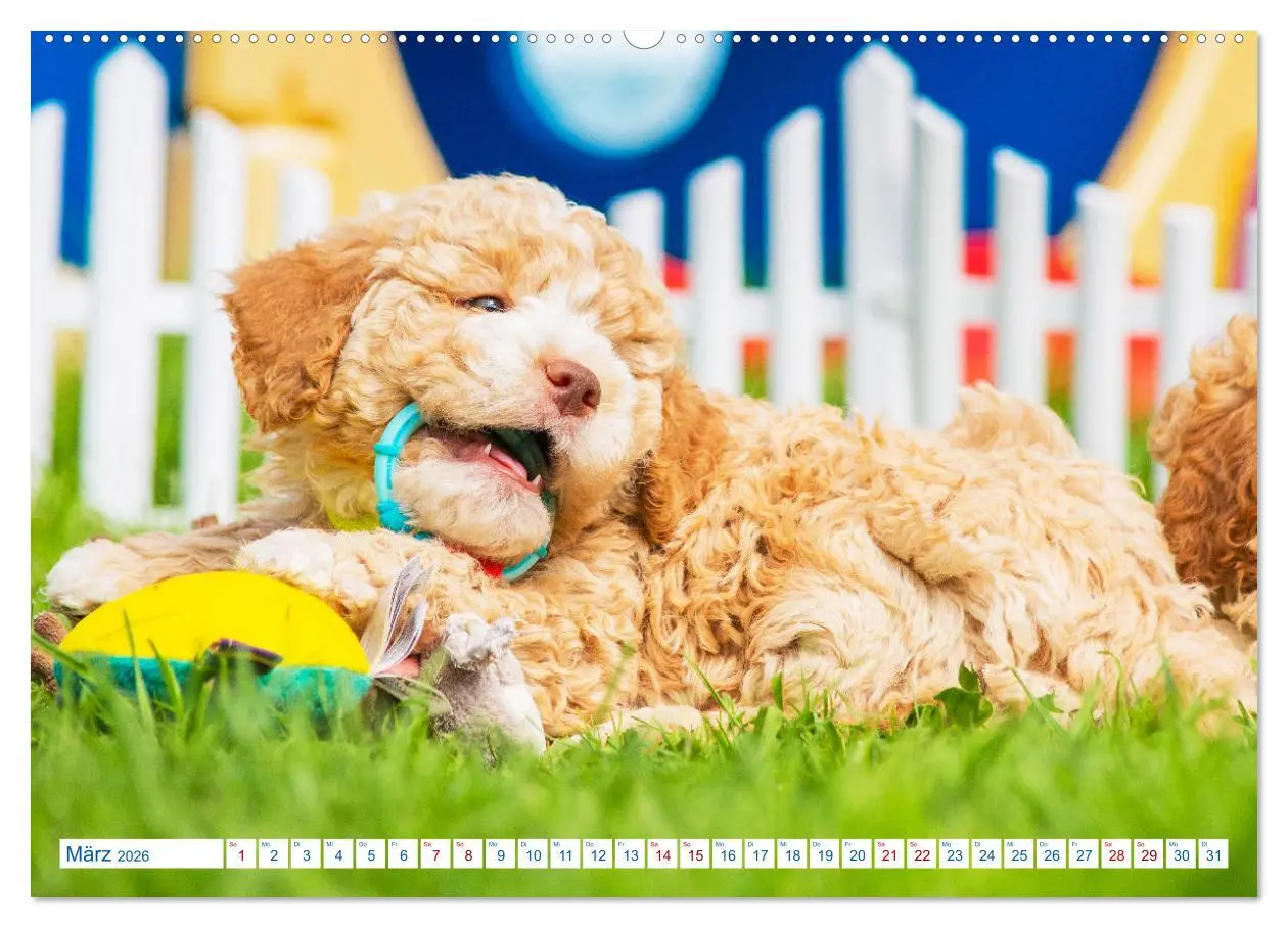 Bild: 9783457447376 | Lagotto Romagnolo - Bilder aus der Kinderstube (hochwertiger...