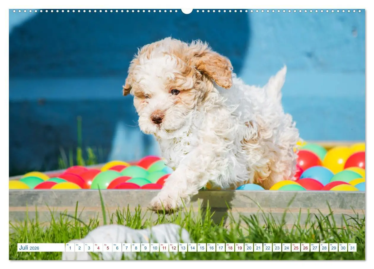 Bild: 9783457447376 | Lagotto Romagnolo - Bilder aus der Kinderstube (hochwertiger...