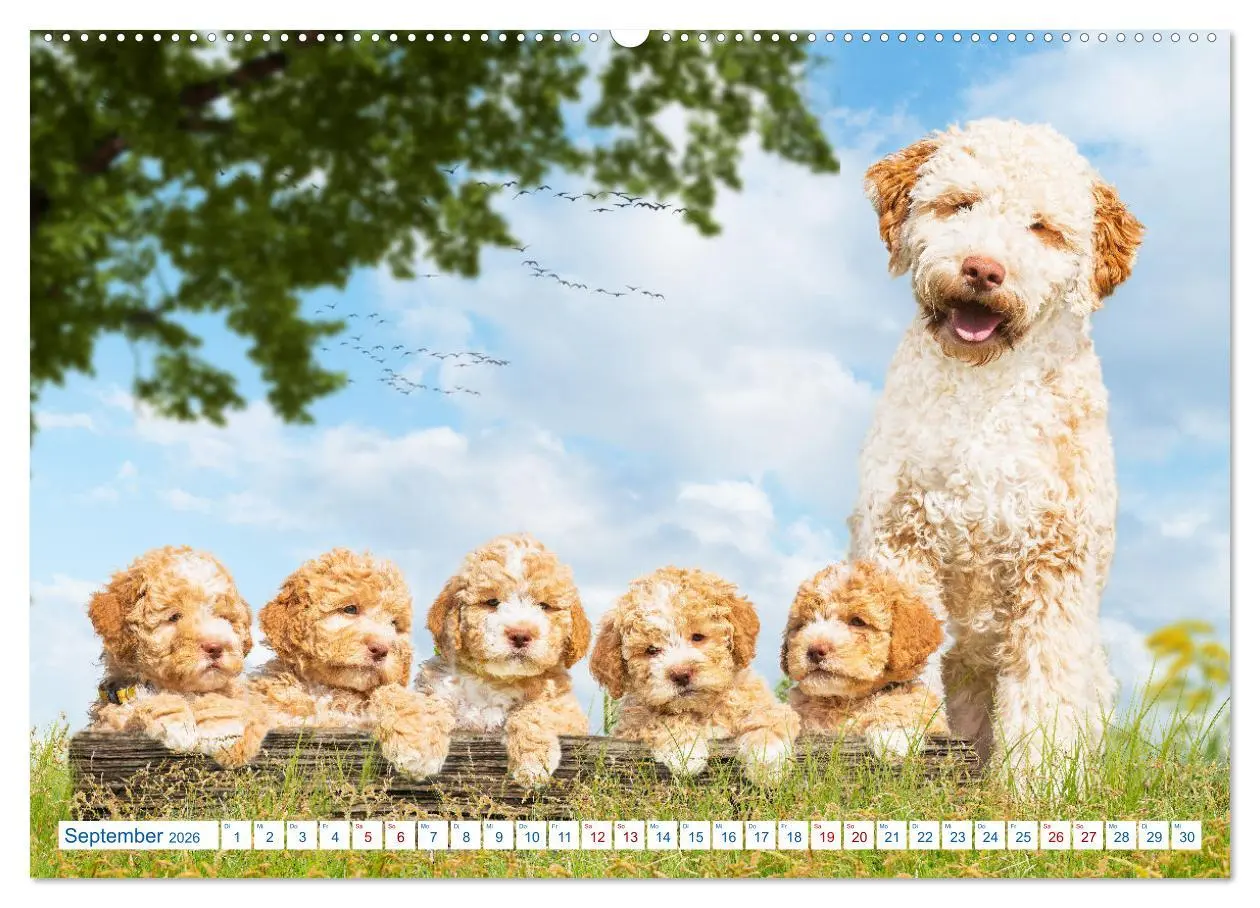 Bild: 9783457447376 | Lagotto Romagnolo - Bilder aus der Kinderstube (hochwertiger...