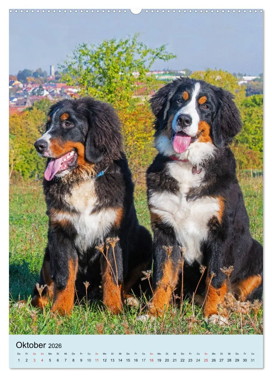 Bild: 9783516387476 | Berner Sennenhund - stark , schön und liebenswert (hochwertiger...