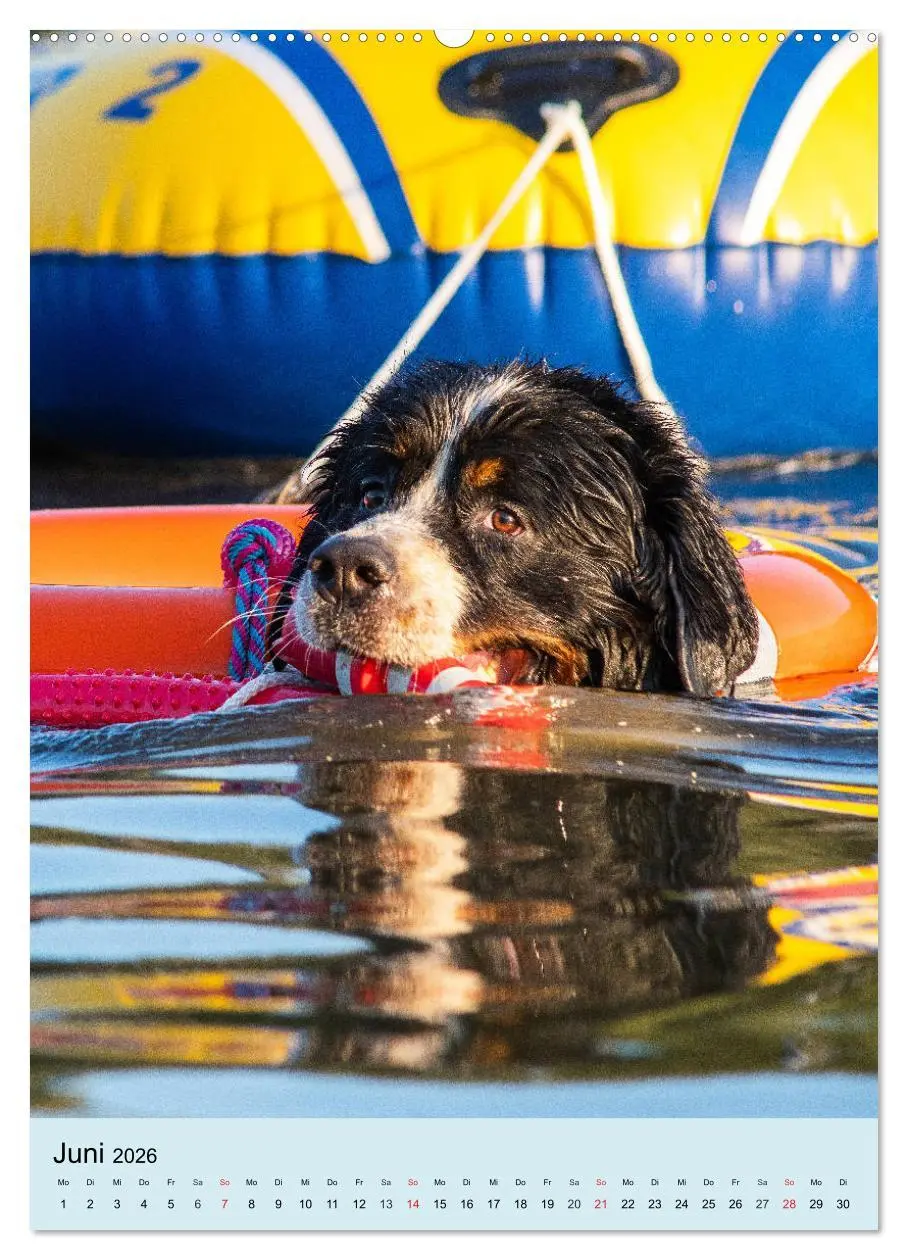 Bild: 9783516387476 | Berner Sennenhund - stark , schön und liebenswert (hochwertiger...