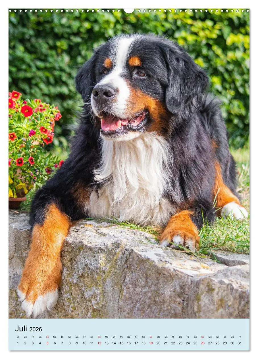 Bild: 9783516387476 | Berner Sennenhund - stark , schön und liebenswert (hochwertiger...