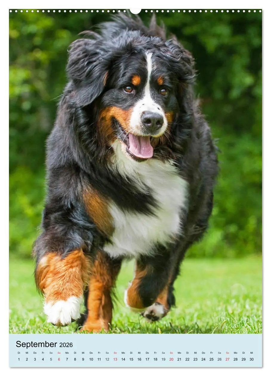 Bild: 9783516387476 | Berner Sennenhund - stark , schön und liebenswert (hochwertiger...