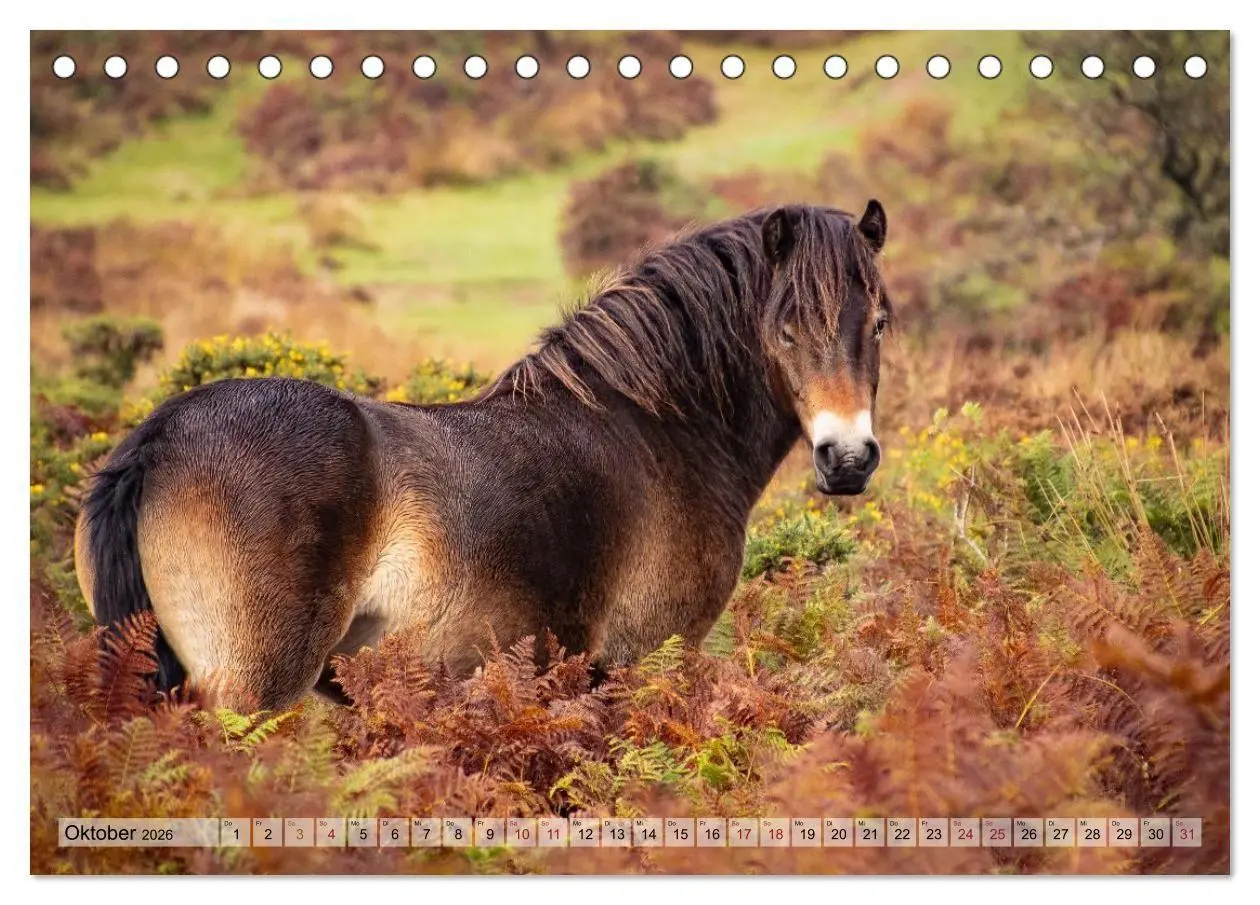 Bild: 9783516697476 | Wildperde - die Magie der Natur (Tischkalender 2026 DIN A5 quer),...