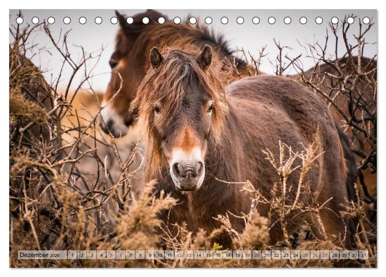 Bild: 9783516697476 | Wildperde - die Magie der Natur (Tischkalender 2026 DIN A5 quer),...