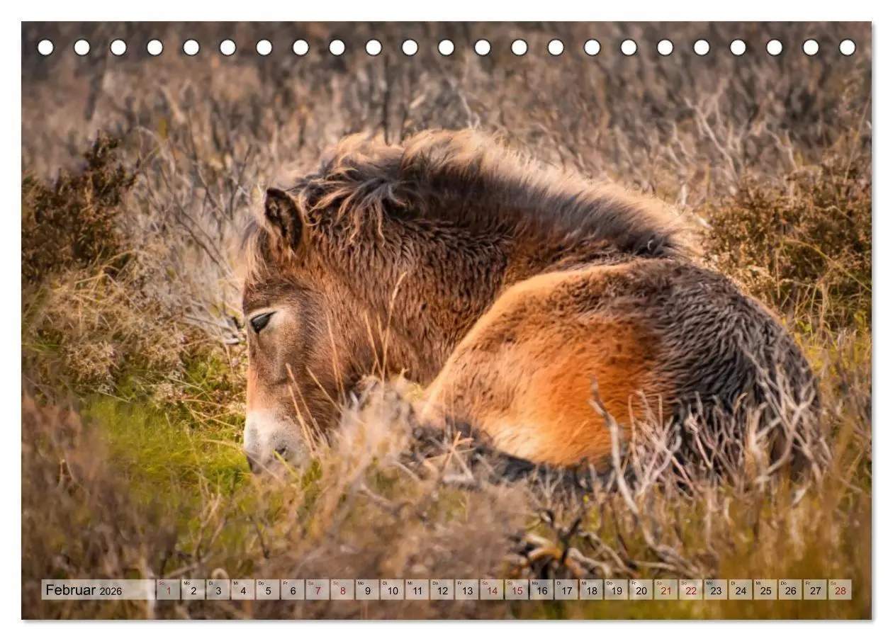 Bild: 9783516697476 | Wildperde - die Magie der Natur (Tischkalender 2026 DIN A5 quer),...