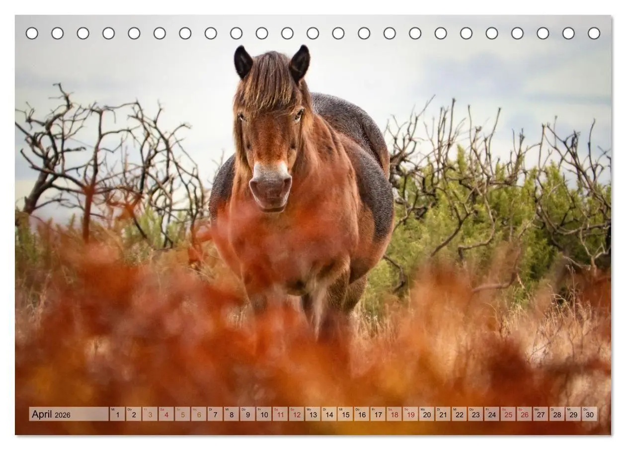 Bild: 9783516697476 | Wildperde - die Magie der Natur (Tischkalender 2026 DIN A5 quer),...