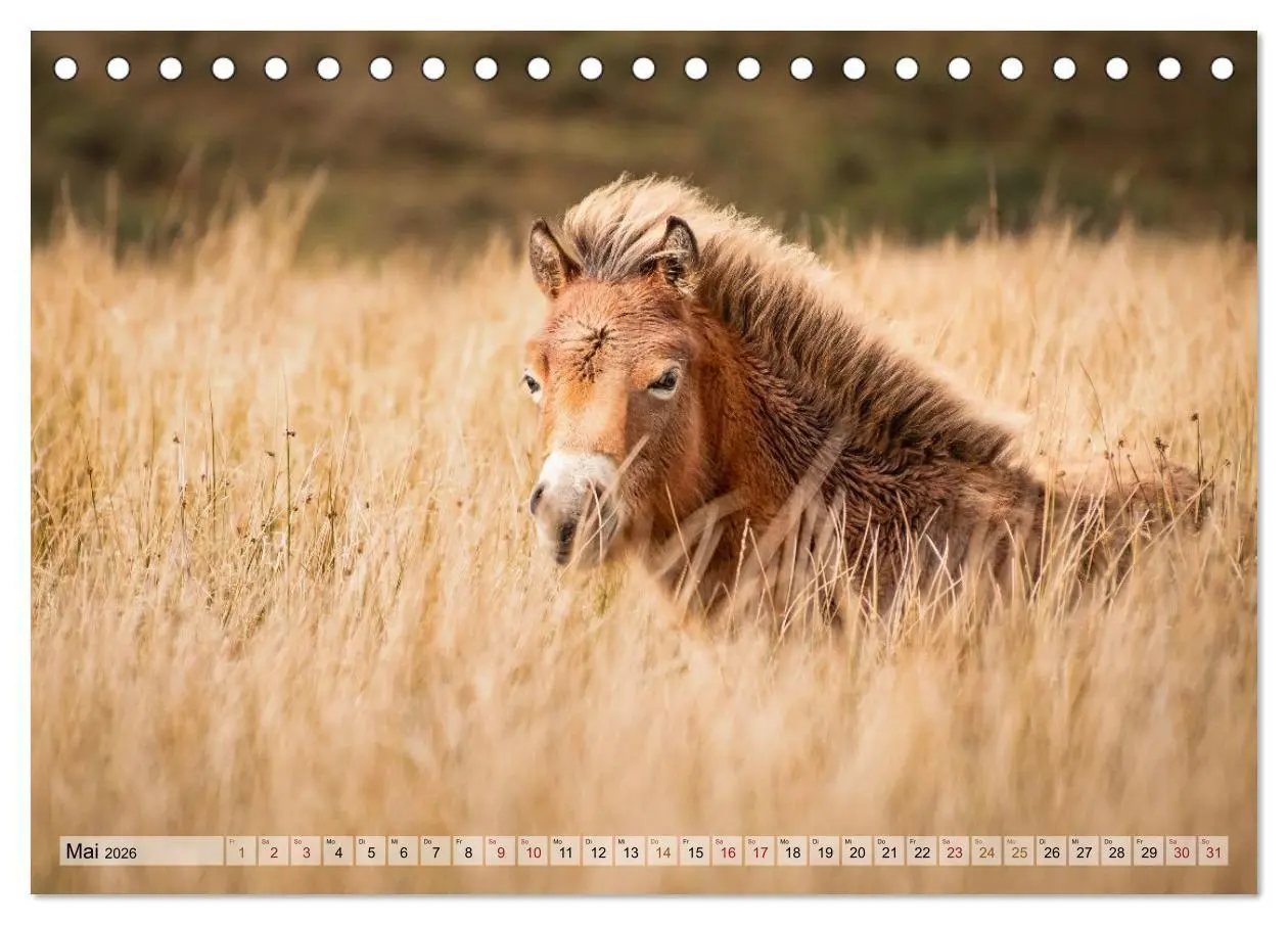 Bild: 9783516697476 | Wildperde - die Magie der Natur (Tischkalender 2026 DIN A5 quer),...