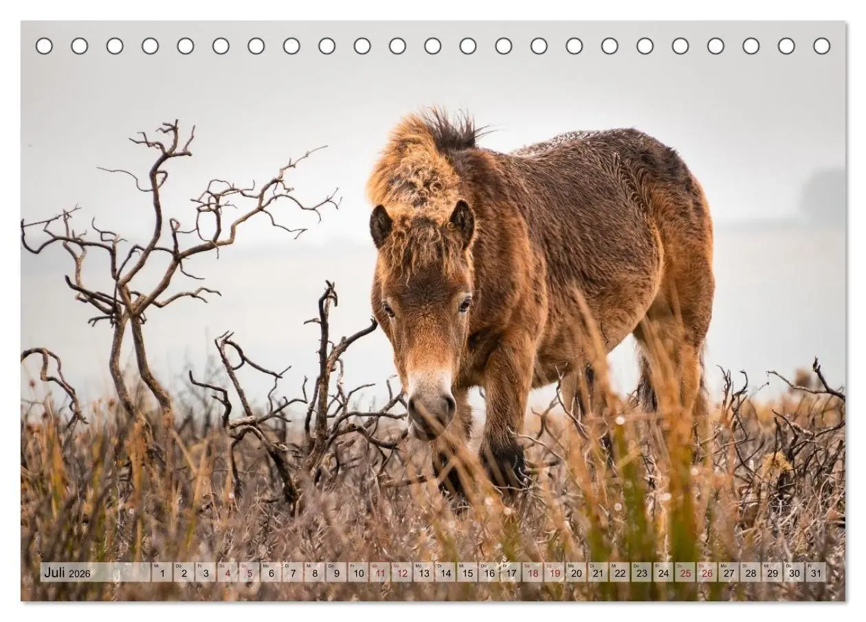 Bild: 9783516697476 | Wildperde - die Magie der Natur (Tischkalender 2026 DIN A5 quer),...