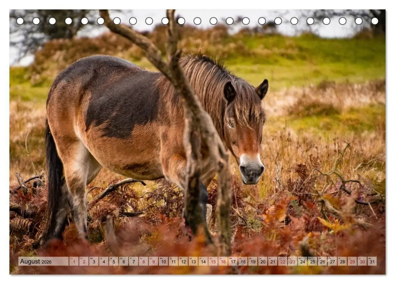 Bild: 9783516697476 | Wildperde - die Magie der Natur (Tischkalender 2026 DIN A5 quer),...