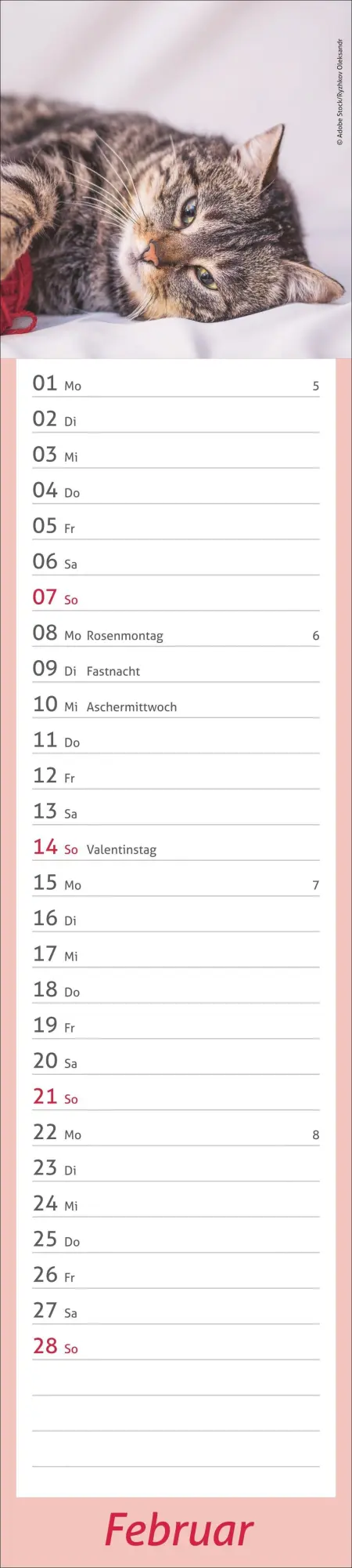 Bild: 9783756417476 | times&amp;more Katzen Langplaner 2027 | Heye | Kalender | Spiralbindung
