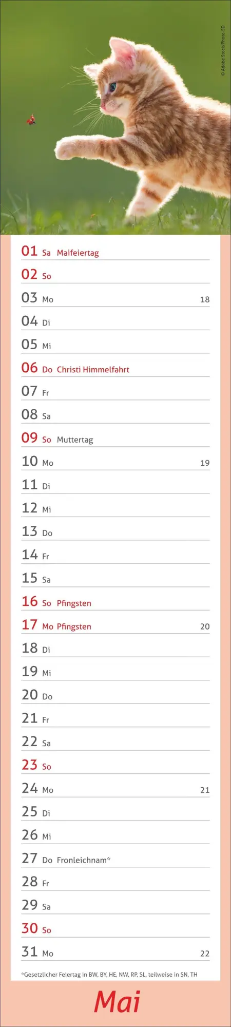 Bild: 9783756417476 | times&amp;more Katzen Langplaner 2027 | Heye | Kalender | Spiralbindung