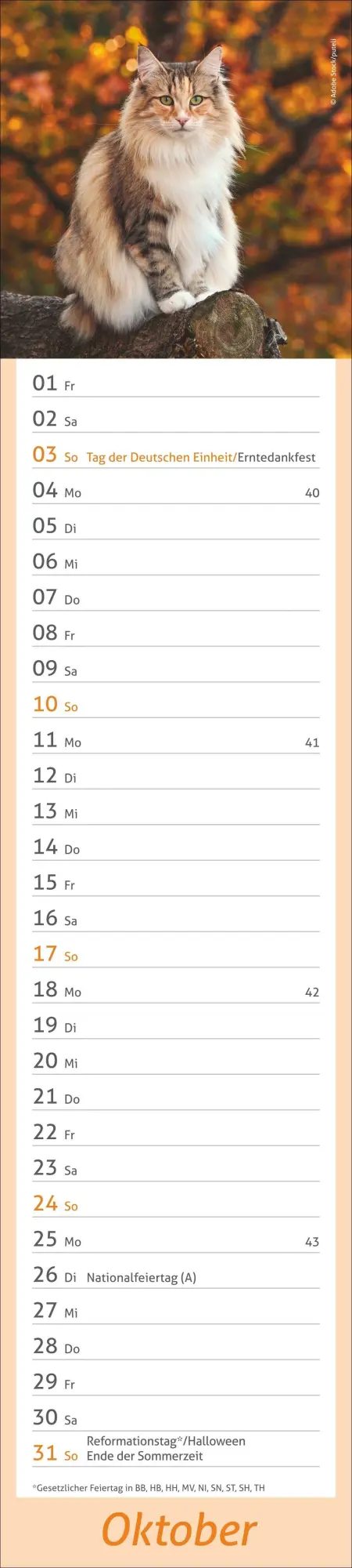 Bild: 9783756417476 | times&amp;more Katzen Langplaner 2027 | Heye | Kalender | Spiralbindung