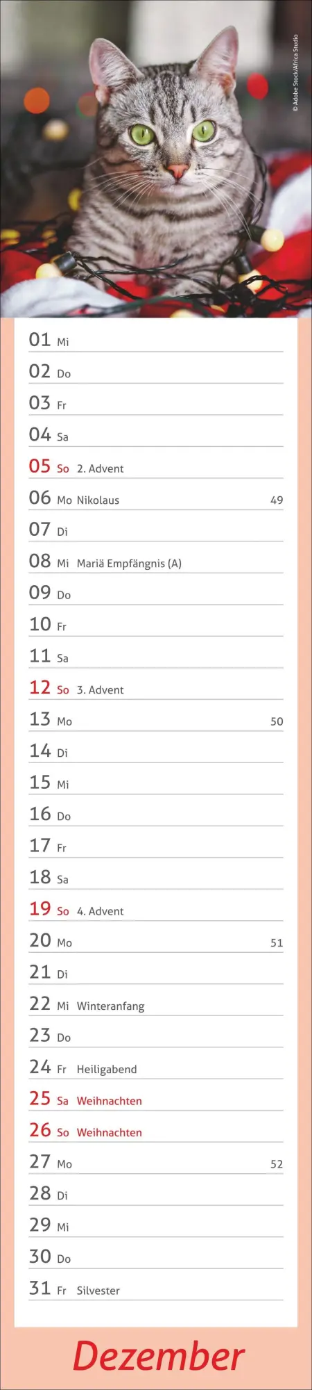 Bild: 9783756417476 | times&amp;more Katzen Langplaner 2027 | Heye | Kalender | Spiralbindung