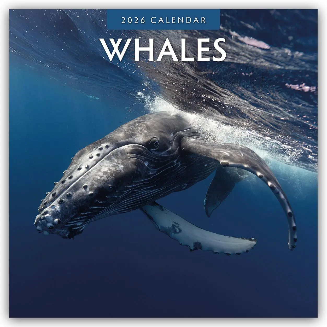 Cover: 9781804427576 | Whales 2026 Square Wall Calendar | Red Robin | Taschenbuch | 14 S.