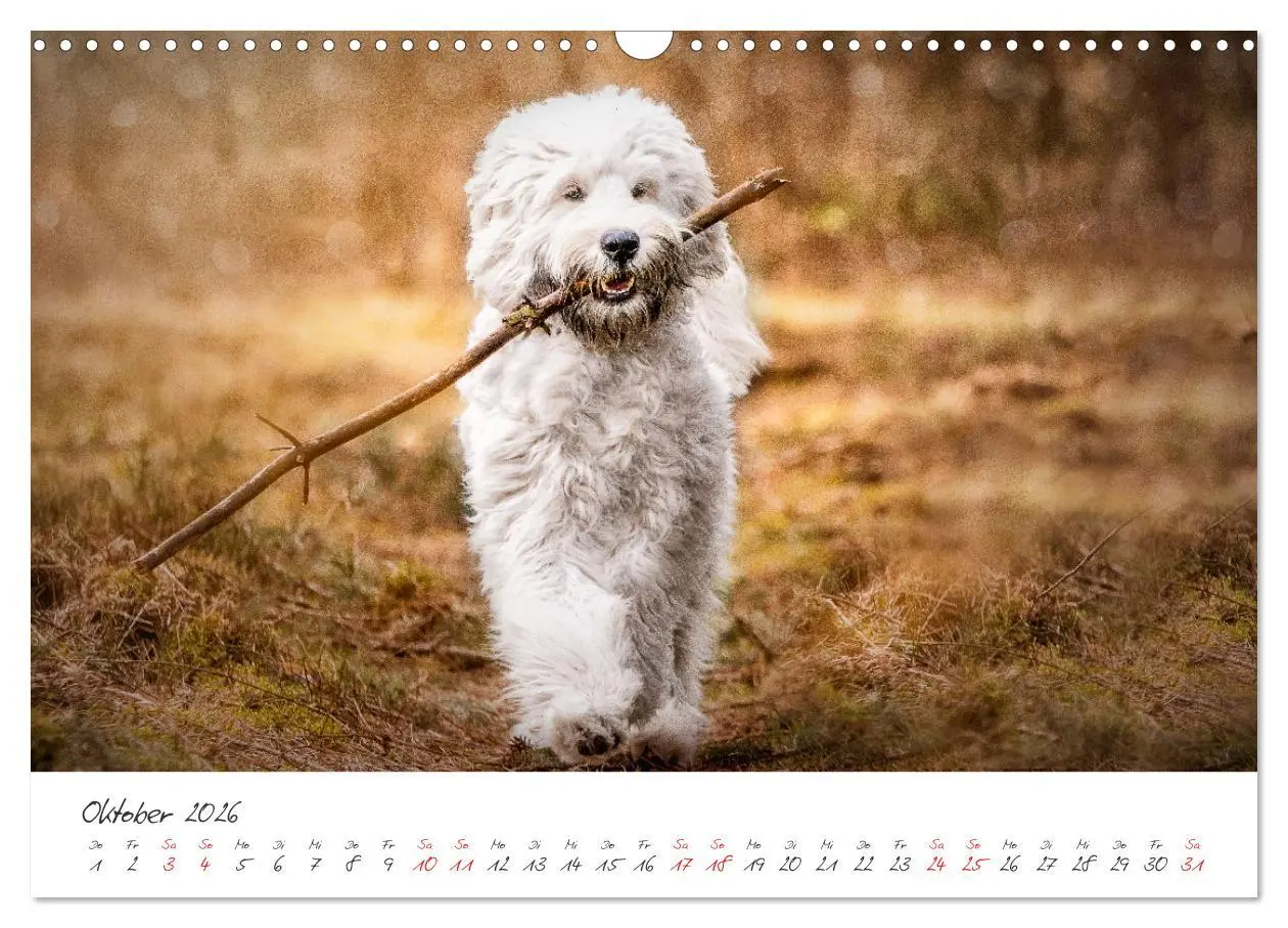 Bild: 9783457587676 | Hunde - Unsere Lieblingsnasen (Wandkalender 2026 DIN A3 quer),...