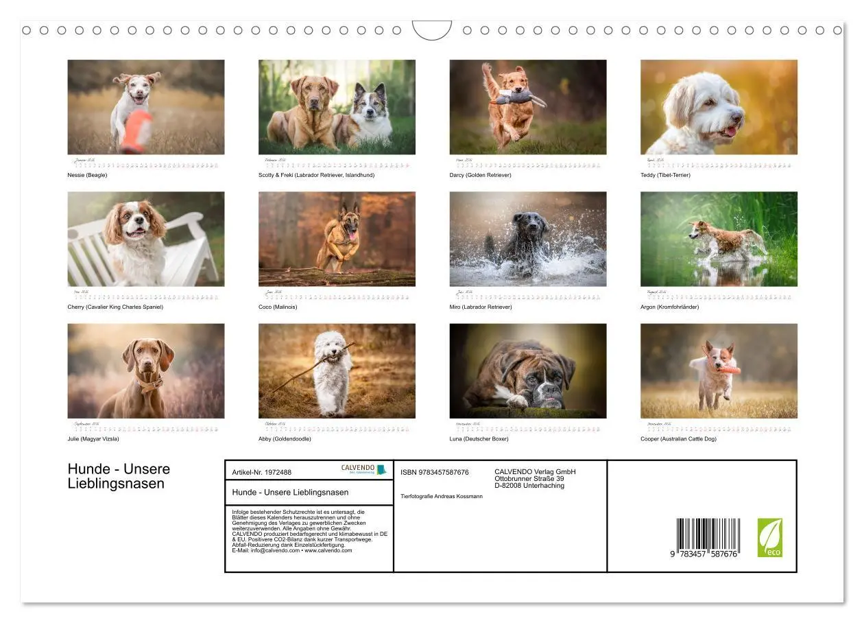 Bild: 9783457587676 | Hunde - Unsere Lieblingsnasen (Wandkalender 2026 DIN A3 quer),...
