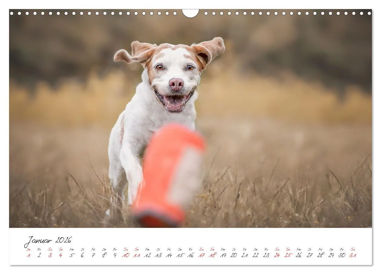 Bild: 9783457587676 | Hunde - Unsere Lieblingsnasen (Wandkalender 2026 DIN A3 quer),...