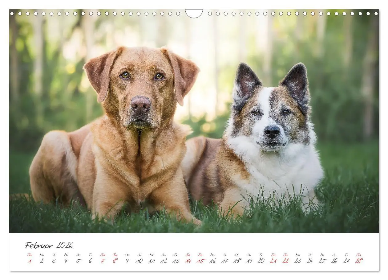 Bild: 9783457587676 | Hunde - Unsere Lieblingsnasen (Wandkalender 2026 DIN A3 quer),...