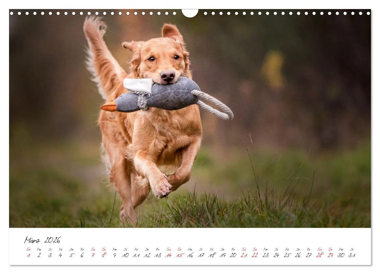 Bild: 9783457587676 | Hunde - Unsere Lieblingsnasen (Wandkalender 2026 DIN A3 quer),...