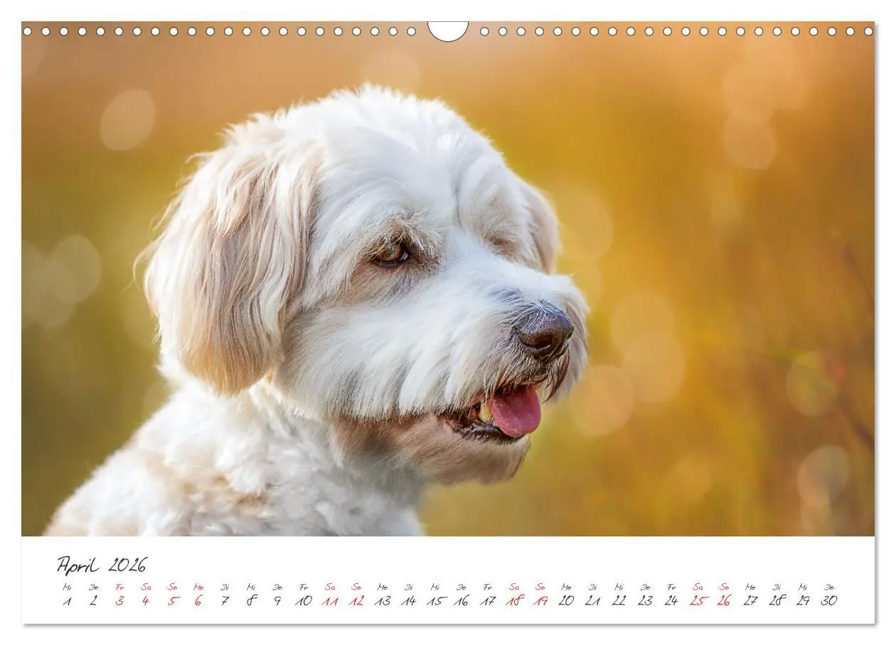 Bild: 9783457587676 | Hunde - Unsere Lieblingsnasen (Wandkalender 2026 DIN A3 quer),...