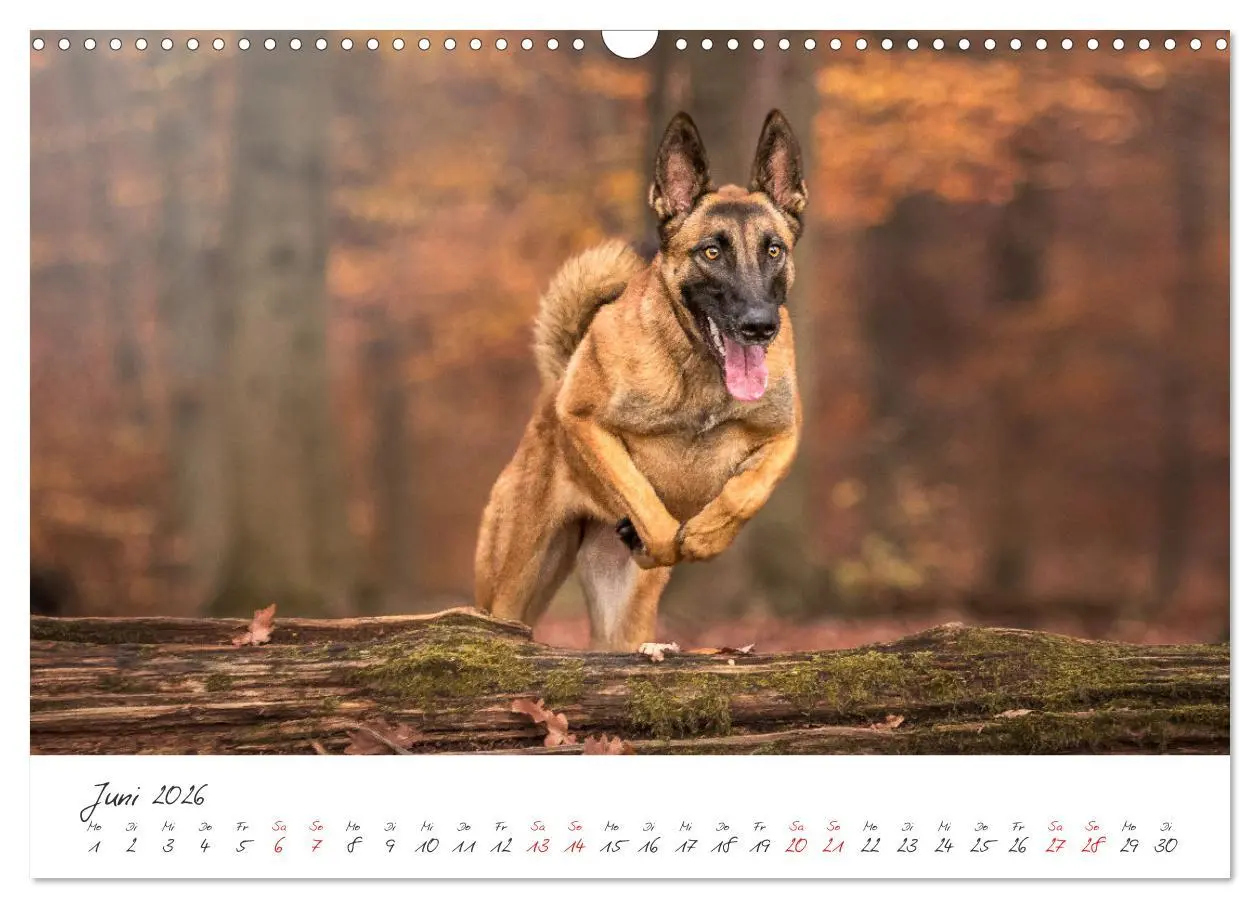 Bild: 9783457587676 | Hunde - Unsere Lieblingsnasen (Wandkalender 2026 DIN A3 quer),...