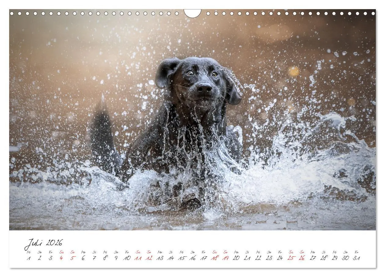 Bild: 9783457587676 | Hunde - Unsere Lieblingsnasen (Wandkalender 2026 DIN A3 quer),...