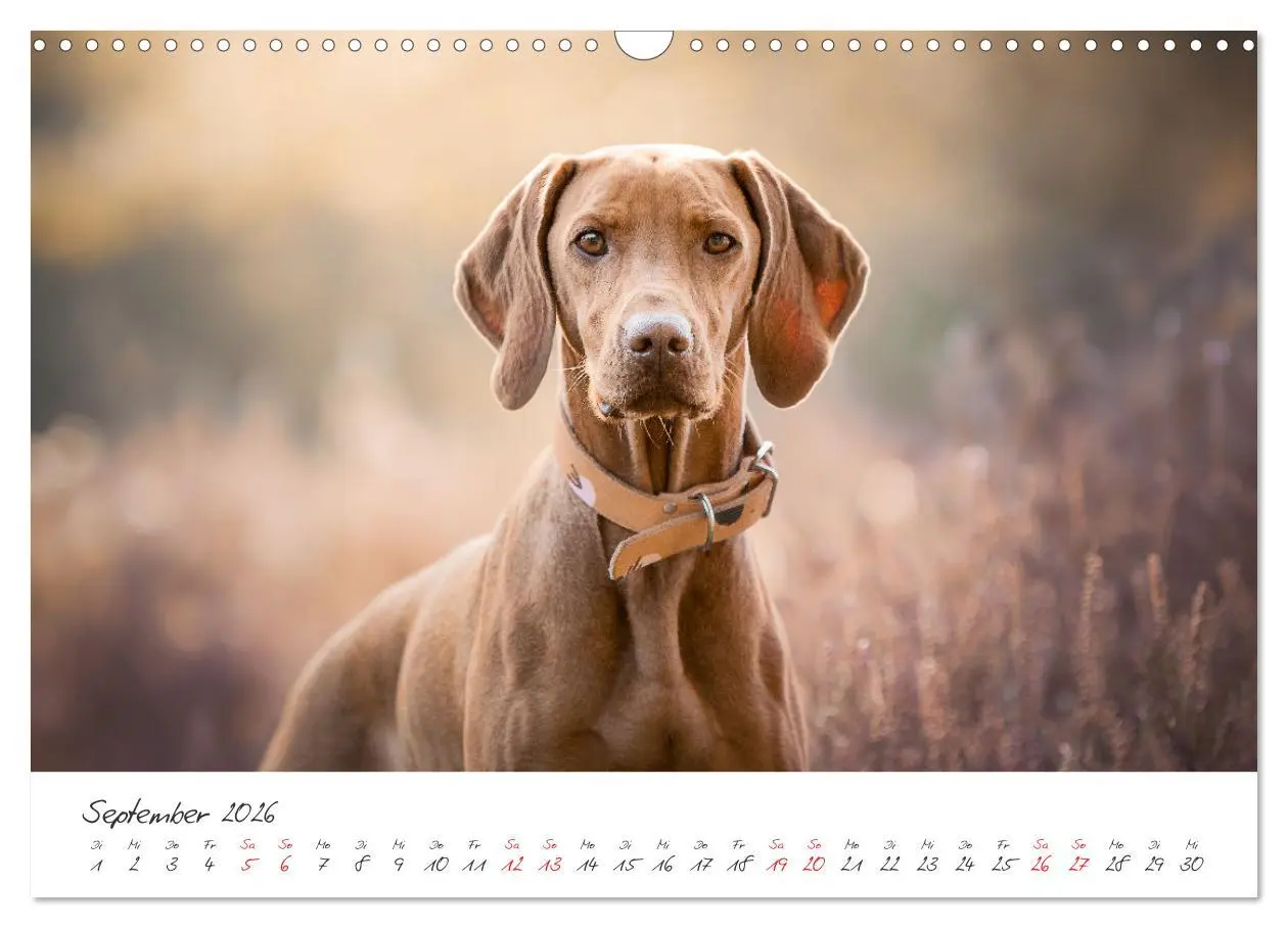 Bild: 9783457587676 | Hunde - Unsere Lieblingsnasen (Wandkalender 2026 DIN A3 quer),...