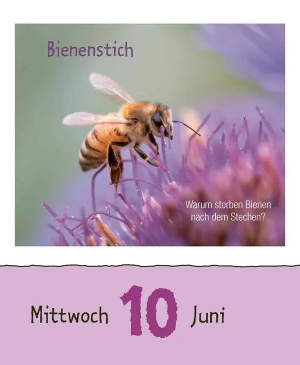 Bild: 9783731887676 | Kinderwissen 2026 | Verlag Korsch | Kalender | 328 S. | Deutsch | 2026
