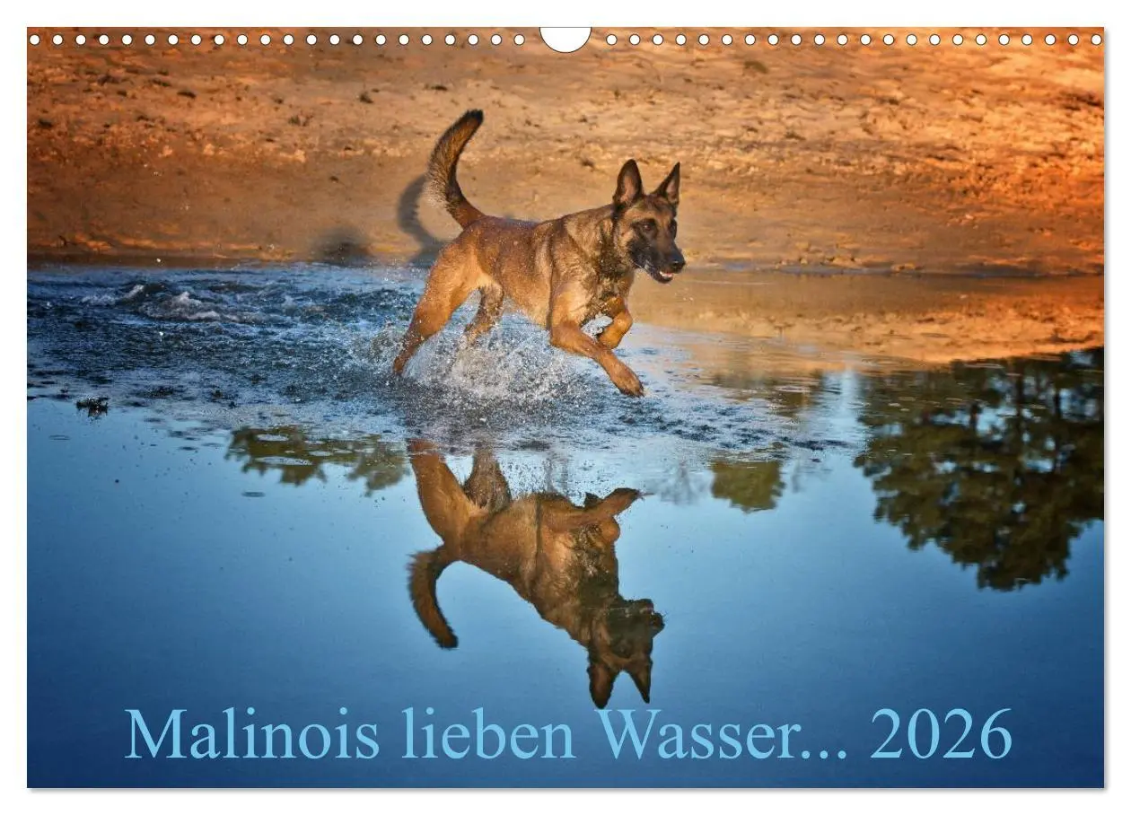 Cover: 9783457988176 | Malinois lieben Wasser (Wandkalender 2026 DIN A3 quer), CALVENDO...