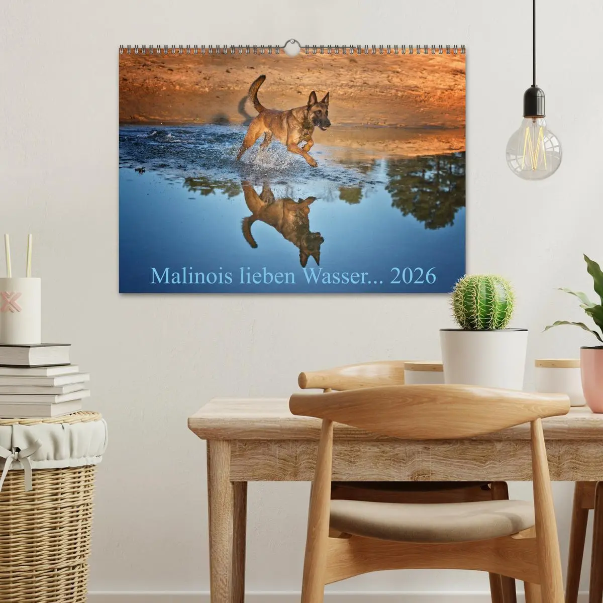 Bild: 9783457988176 | Malinois lieben Wasser (Wandkalender 2026 DIN A3 quer), CALVENDO...