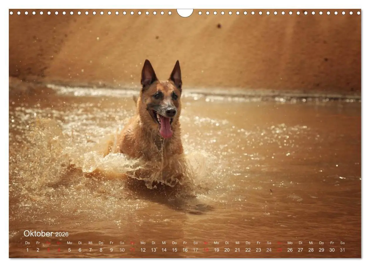 Bild: 9783457988176 | Malinois lieben Wasser (Wandkalender 2026 DIN A3 quer), CALVENDO...