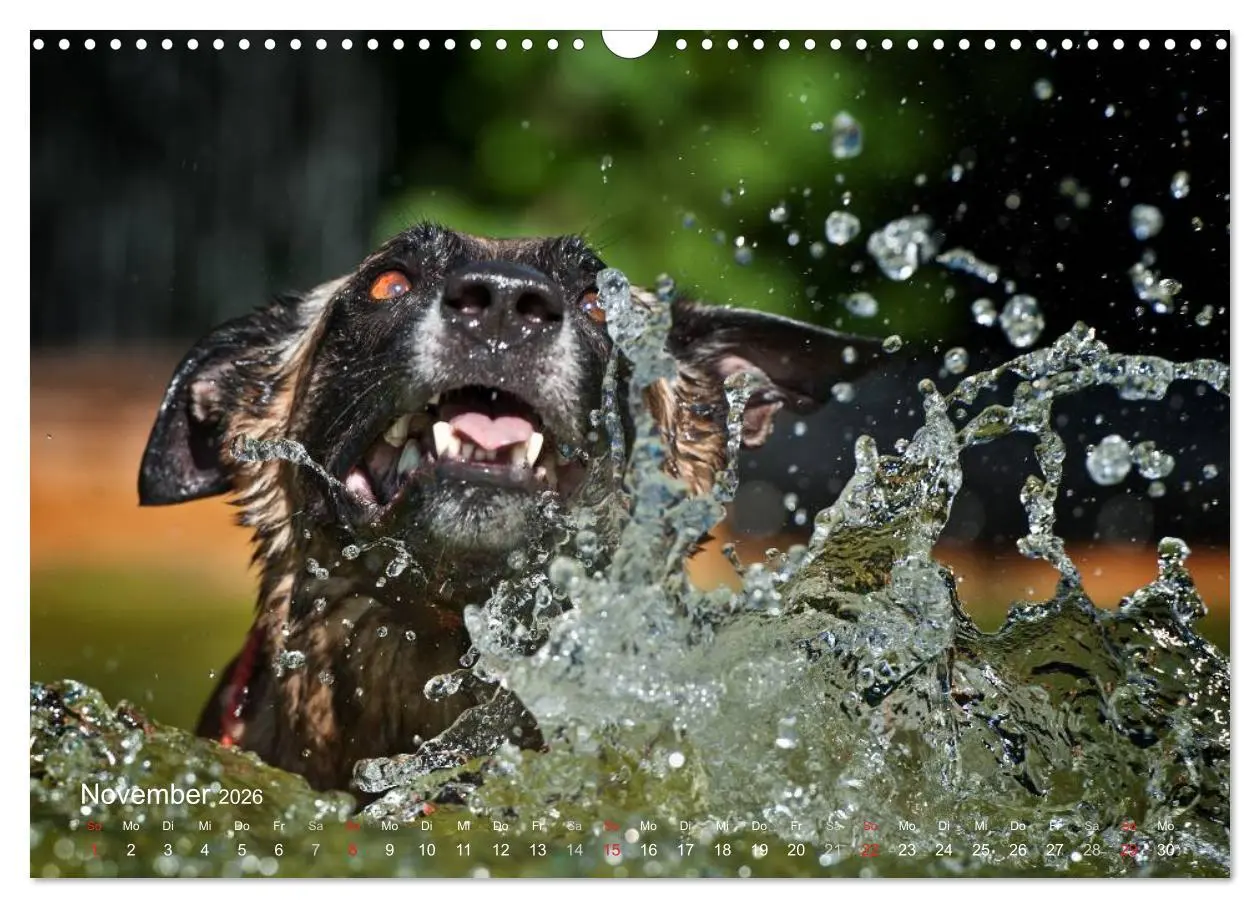Bild: 9783457988176 | Malinois lieben Wasser (Wandkalender 2026 DIN A3 quer), CALVENDO...