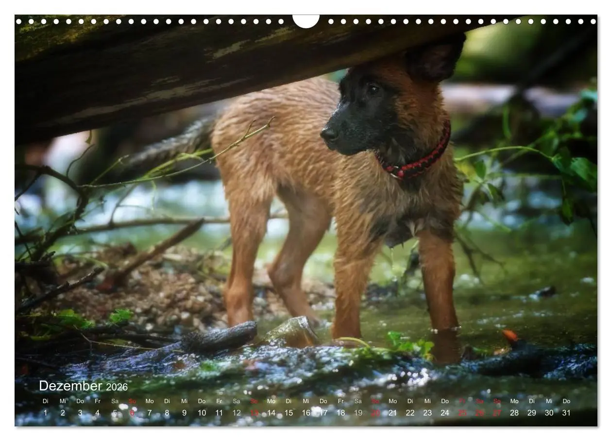 Bild: 9783457988176 | Malinois lieben Wasser (Wandkalender 2026 DIN A3 quer), CALVENDO...