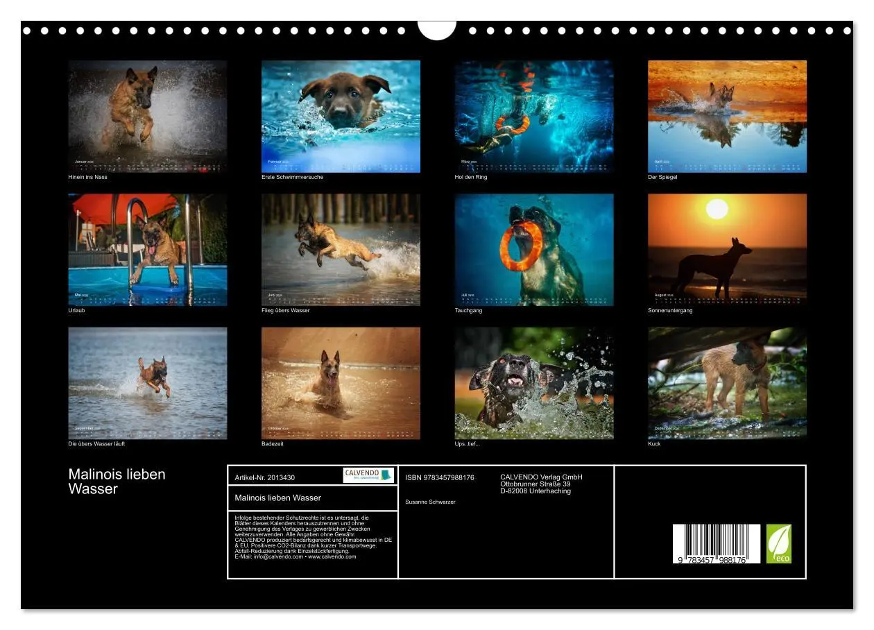 Bild: 9783457988176 | Malinois lieben Wasser (Wandkalender 2026 DIN A3 quer), CALVENDO...