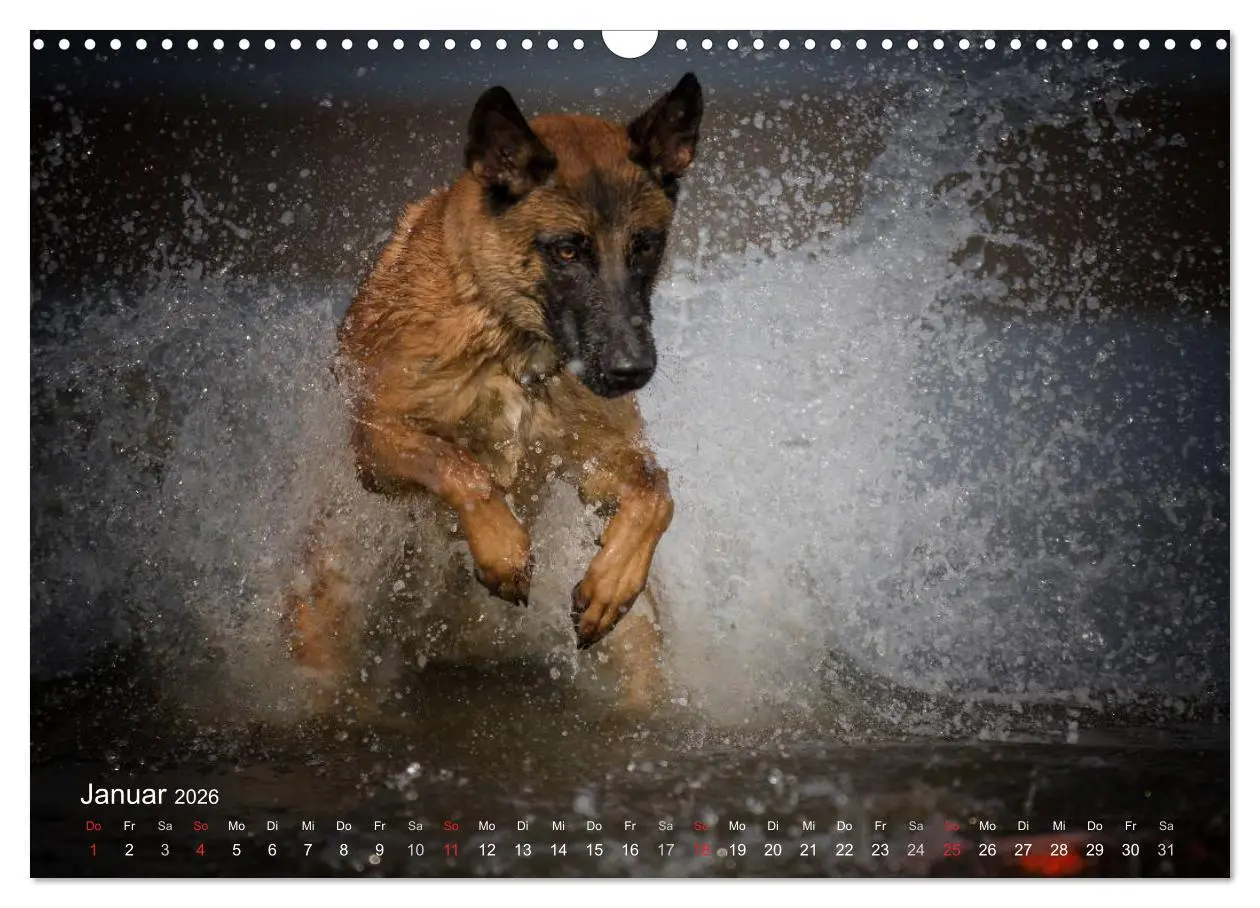 Bild: 9783457988176 | Malinois lieben Wasser (Wandkalender 2026 DIN A3 quer), CALVENDO...