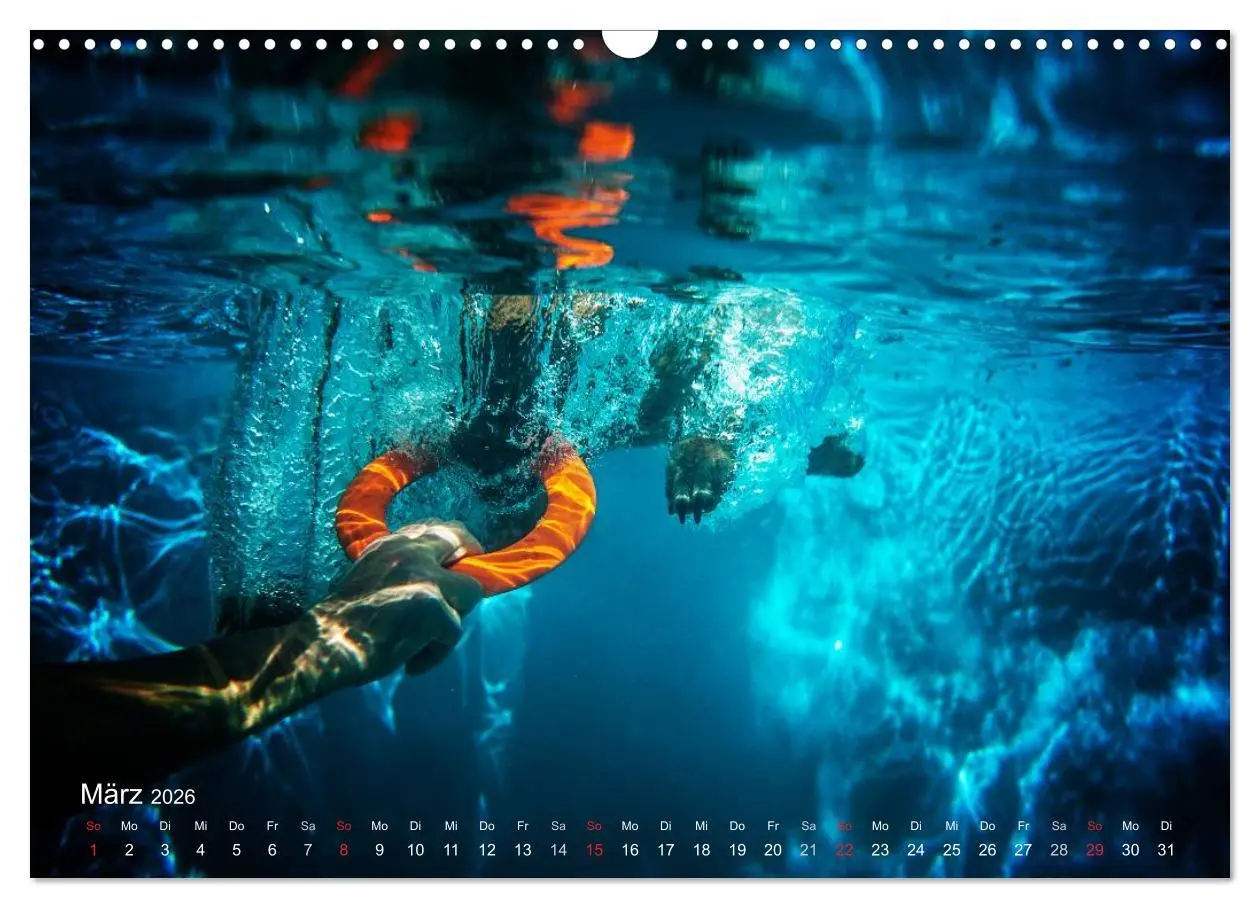 Bild: 9783457988176 | Malinois lieben Wasser (Wandkalender 2026 DIN A3 quer), CALVENDO...