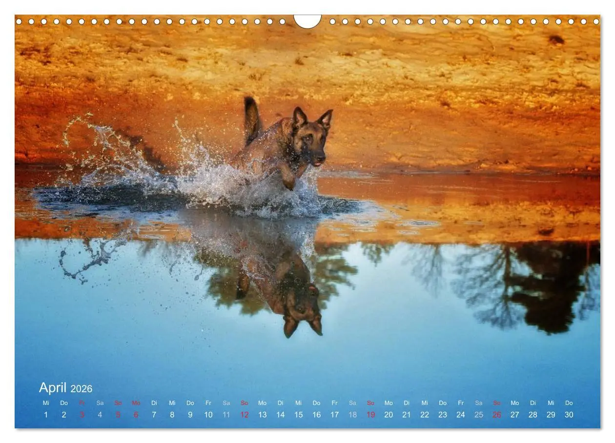 Bild: 9783457988176 | Malinois lieben Wasser (Wandkalender 2026 DIN A3 quer), CALVENDO...