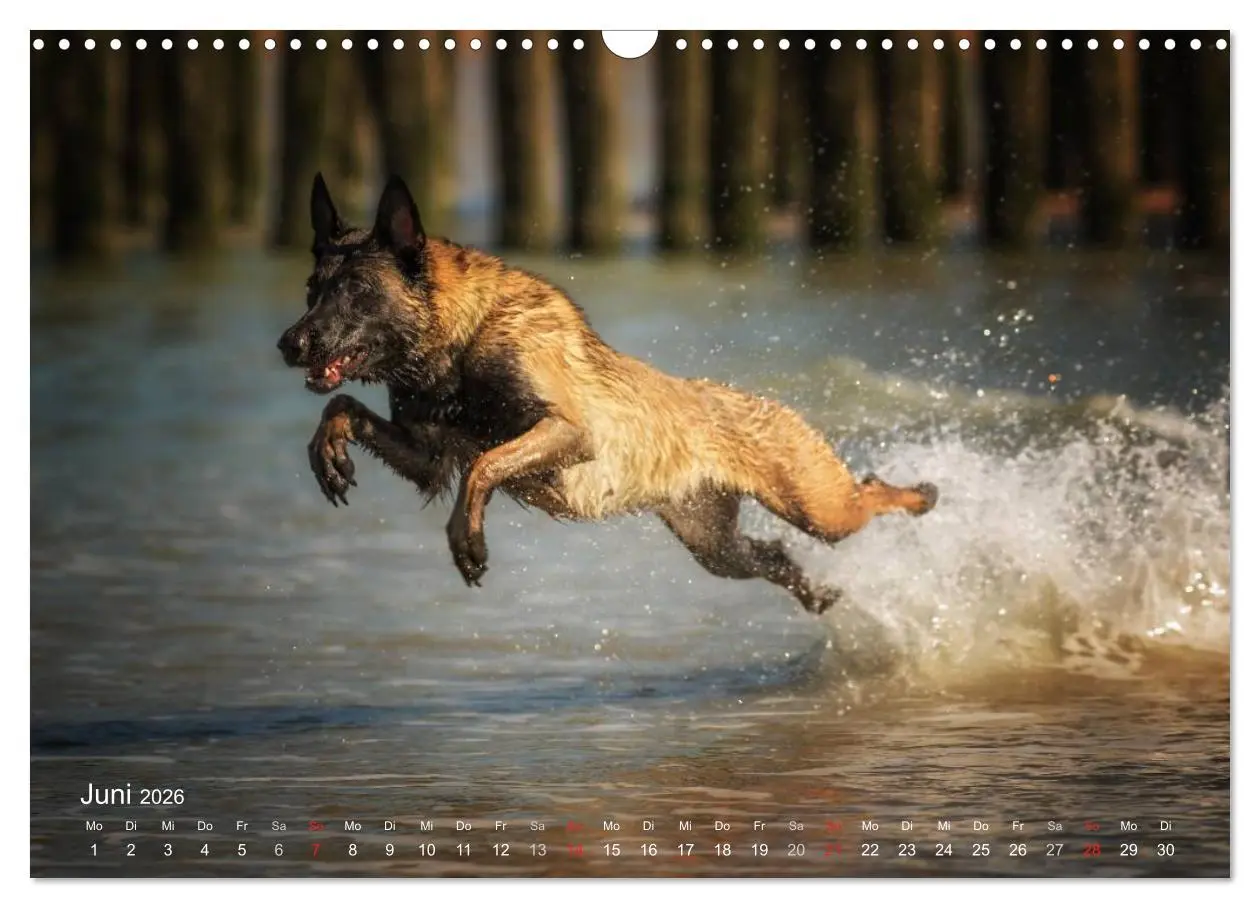 Bild: 9783457988176 | Malinois lieben Wasser (Wandkalender 2026 DIN A3 quer), CALVENDO...
